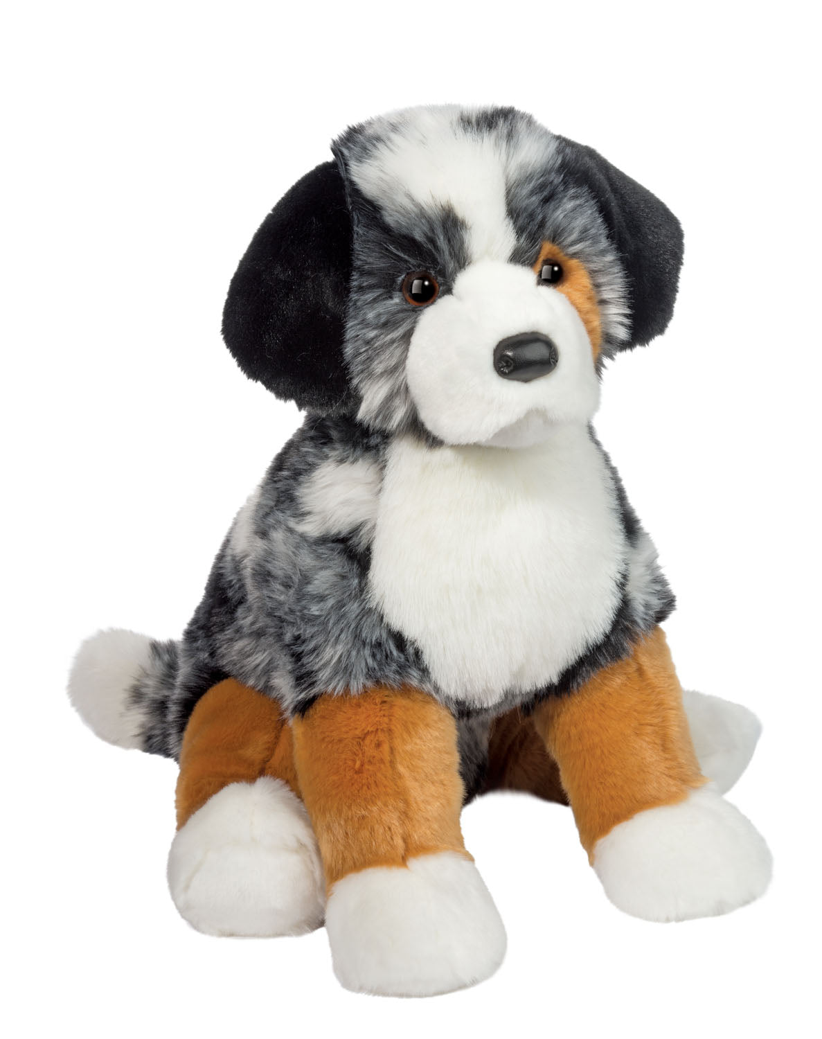 Douglas Aspen Australian Shepherd