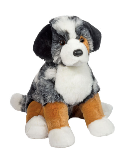 Douglas Aspen Australian Shepherd