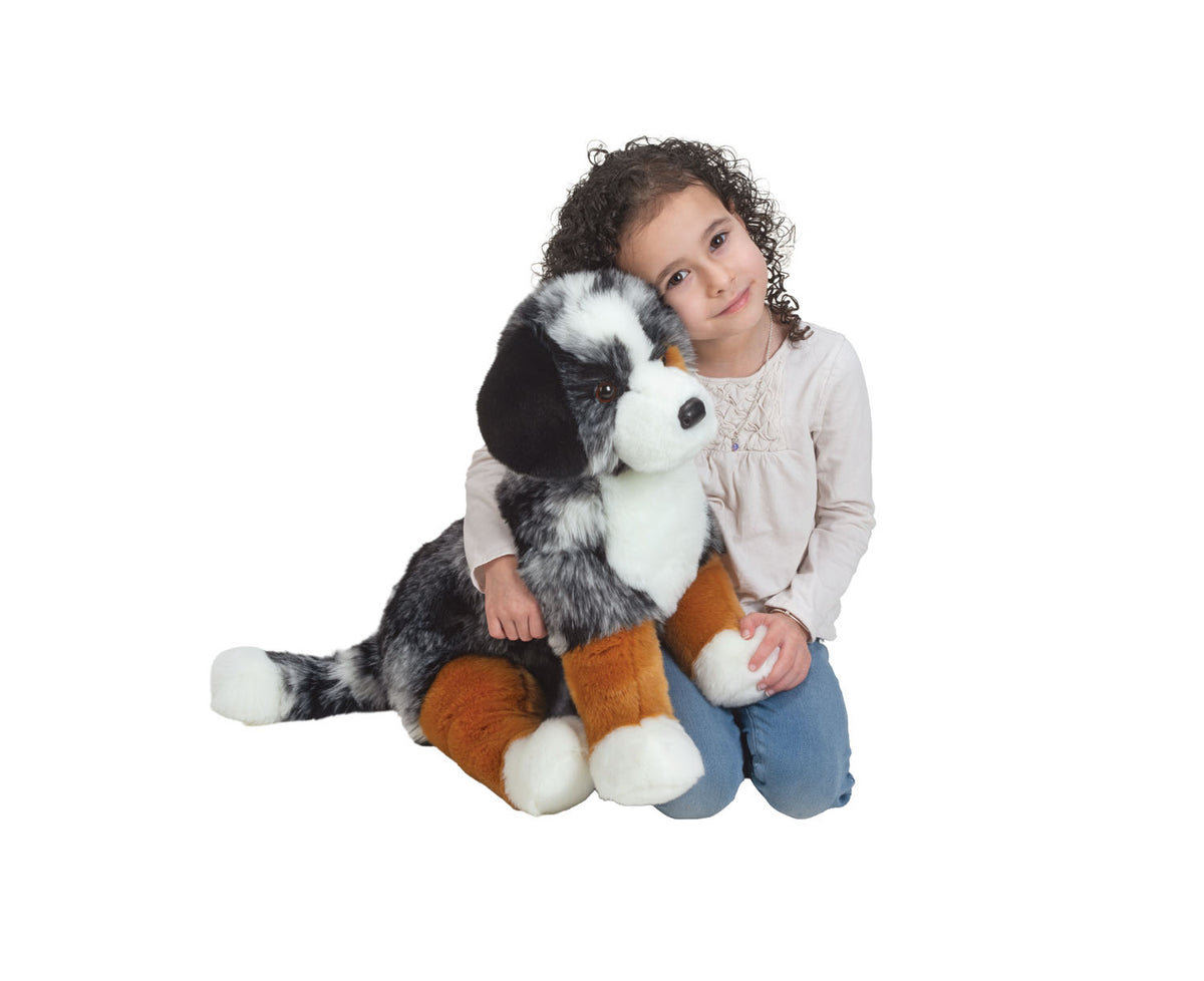 Douglas Aspen Australian Shepherd