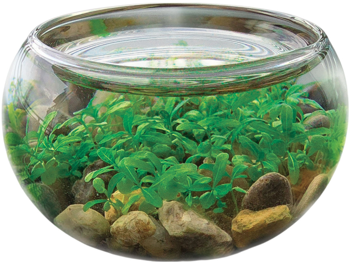 Mini WaterPlants - Create A Miniature Aquascape