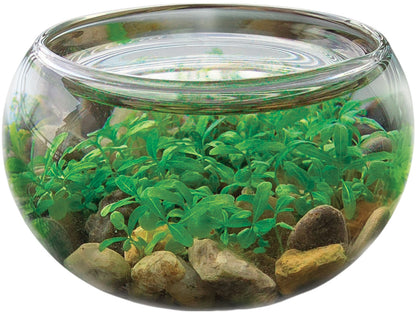 Mini WaterPlants - Create A Miniature Aquascape