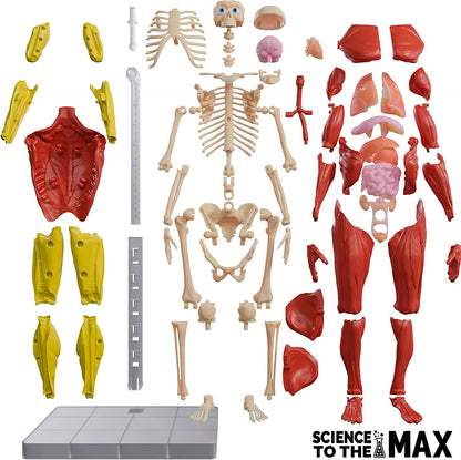 Science to the MAX - Interactive Human Body